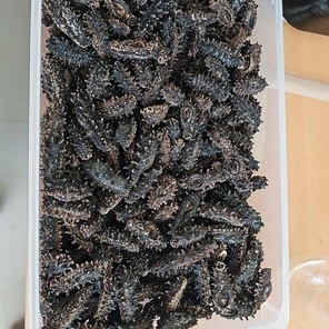 Дальневосточный трепанг (сушеный)